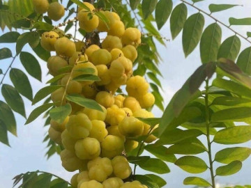 Loại quả xưa chín rụng đầy gốc nay thành đặc sản giá 180.000 đ/kg, trồng một lần thu hoạch nhiều năm, tốt cho sức khỏe