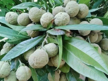 Lifestyle - Loại quả xưa chín rụng đầy nay thành đặc sản giá 120.000 đ/kg, trồng một lần thu hoạch nhiều năm, du khách thích mê