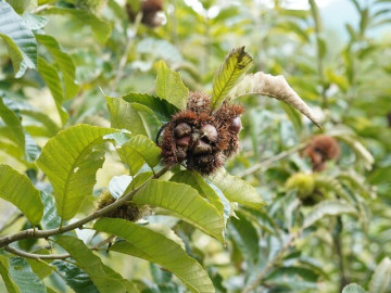 Tháng 8, khách tới Lạng Sơn "săn" đặc sản: Loại ngọt thơm, loại gai chi chít