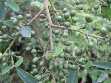 Loại quả xưa chín rụng đầy nay thành đặc sản giá 250.000 đ/kg, trồng một lần thu hoạch nhiều năm, nổi tiếng trong nhà hàng