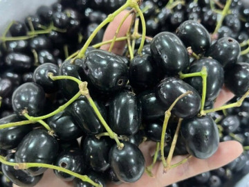 Loại quả xưa chín rụng đầy nay thành đặc sản giá 100.000 đ/kg, trồng một lần thu hoạch nhiều năm, du khách thích thú