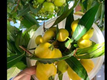 Loại quả xưa chín rụng đầy nay thành đặc sản giá 180.000 đ/kg, trồng một lần thu hoạch nhiều năm, du khách săn lùng