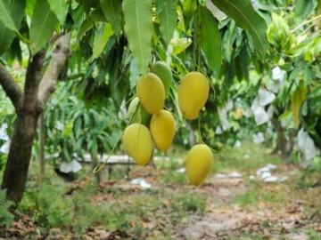Loại quả xưa chín rụng đầy, nay thành đặc sản được ưa chuộng giá 90.000 đ/kg, trồng một lần thu hoạch nhiều năm
