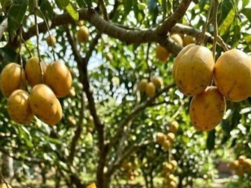 Sức khỏe - Loại quả mọc bờ rào xưa chín rụng đầy nay thành đặc sản giá 70.000 đ/kg, trồng một lần thu hoạch nhiều năm, tốt cho sức khỏe