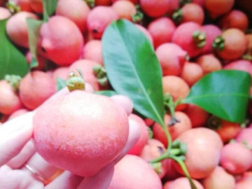 Loại quả xưa chín rụng đầy nay thành đặc sản giá 65.000 đ/kg, trồng một lần thu hoạch nhiều năm, người thành phố thích mê