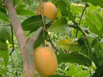 Sức khỏe - Loại quả xưa chín rụng đầy nay thành đặc sản giá 40.000 đ/kg, trồng một lần thu hoạch nhiều năm, tốt cho sức khỏe