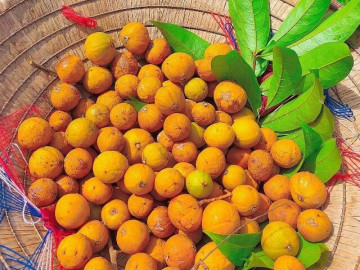 Sức khỏe - Loại quả xưa chín rụng đầy gốc nay bán 140.000 đ/kg, thành đặc sản tốt cho sức khỏe, trồng một lần thu hoạch nhiều năm