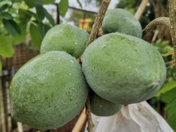 Loại quả xưa không ai biết đến, nay thành đặc sản ở thành phố giá 170.000 đ/kg, trồng một lần thu hoạch nhiều năm