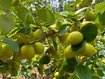 Sức khỏe - Loại quả mọc bờ rào xưa chín rụng đầy nay bán 70.000 đ/kg, thành đặc sản tốt cho sức khỏe, trồng một lần thu hoạch nhiều năm