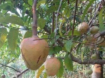 Loại quả xưa chín rụng đầy gốc nay thành đặc sản 85.000 đ/kg, trồng một lần thu hoạch nhiều năm, khách thành phố ưa chuộng