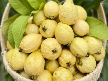 Sức khỏe - Loại quả mọc bờ rào xưa chín rụng đầy nay bán 60.000 đ/kg, thành đặc sản tốt cho sức khỏe, trồng một lần thu hoạch nhiều năm