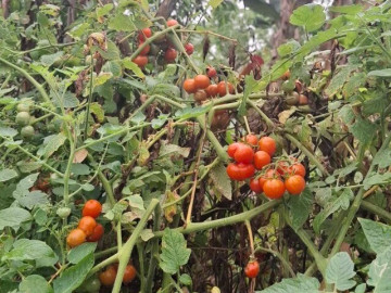 Sức khỏe - Loại quả mọc bờ rào xưa chín rụng đầy nay bán 80.000 đ/kg, thành đặc sản tốt cho sức khỏe, trồng một lần thu hoạch nhiều năm