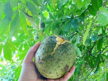 Loại quả xưa chín rụng đầy gốc nay thành đặc sản 50.000 đ/kg, trồng một lần thu hoạch nhiều năm, người thành phố ưa chuộng