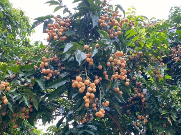 Loại quả mọc bờ rào xưa chín rụng đầy nay thành đặc sản 180.000 đ/kg, trồng một lần thu hoạch nhiều năm, du khách thích thú