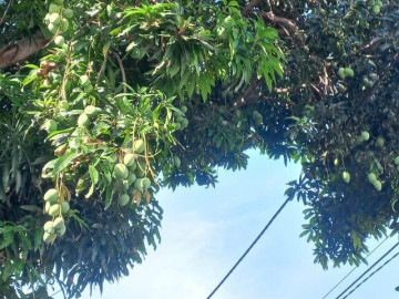 Loại quả mọc bờ rào xưa chín rụng đầy nay thành đặc sản giá 40.000 đ/kg, trồng một lần thu hoạch nhiều năm, tốt cho sức khỏe