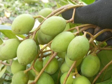 Loại quả xưa chín rụng đầy nay thành đặc sản giá 120.000 đ/kg, trồng một lần thu hoạch nhiều năm, tốt cho sức khỏe