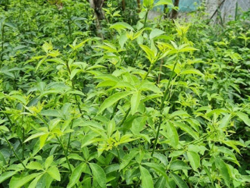 Cây dại mọc bờ rào nay làm thành đặc sản nổi tiếng, trồng 8 tháng cho thu hoạch, giá 60.000 đồng/kg được người thành phố ưa chuộng