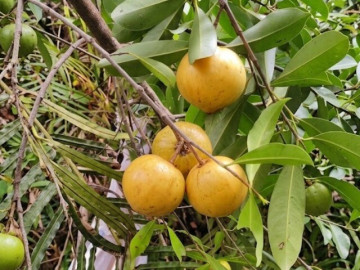 Lifestyle - Loại quả đặc sản Hải Phòng xưa chín rụng đầy nay bán 150.000 đ/kg, trồng một lần thu hoạch nhiều năm, du khách thích thú