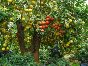 Loại quả xưa chín rụng đầy gốc nay thành đặc sản 45.000 đ/kg, trồng một lần thu hoạch nhiều năm, người thành phố ưa chuộng