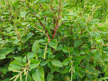 Cây dại mọc bờ rào nay làm thành đặc sản nổi tiếng, trồng 35 ngày cho thu hoạch, giá 80.000 đồng/kg được ưa chuộng ở thành phố