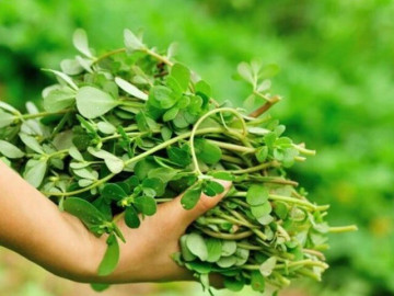 Cây dại mọc bờ rào nay làm thành đặc sản nổi tiếng, trồng 45 ngày cho thu hoạch, giá 55.000 đồng/kg được ưa chuộng ở thành phố