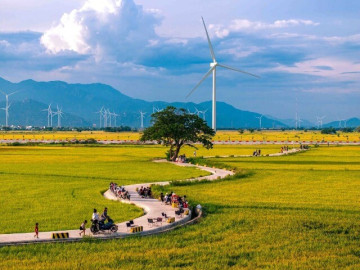 Săn mùa vàng ở cánh đồng điện gió Phan Rang