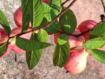 Loại quả mọc bờ rào xưa chín rụng đầy nay thành đặc sản 70.000 đ/kg, trồng một lần thu hoạch nhiều năm, người thành phố ưa chuộng