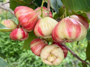 Loại quả xưa chín rụng đầy nay thành đặc sản 70.000 đ/kg, trồng một lần thu hoạch nhiều năm, tốt cho sức khỏe