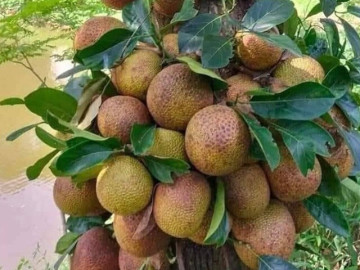 Loại quả mọc bờ rào xưa chín rụng đầy nay thành đặc sản 50.000 đ/kg, trồng một lần thu hoạch nhiều năm, được ưa chuộng ở thành phố