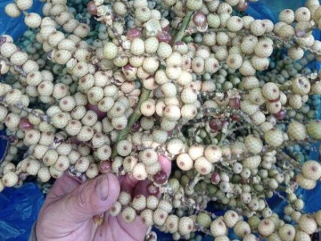 Tin tức - Loại quả xưa chín rụng đầy gốc nay thành đặc sản 70.000 đ/kg, trồng một lần thu hoạch nhiều năm, người thành phố ưa chuộng