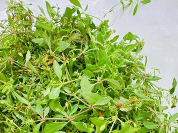 Cây dại mọc bờ rào nay thành đặc sản nổi tiếng, trồng 2 tháng cho thu hoạch, giá 65.000 đồng/kg người thành phố ưa chuộng