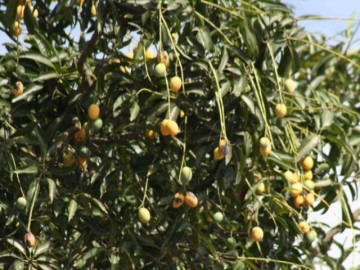 Loại quả đặc sản Sơn La xưa chín rụng đầy nay bán 75.000 đ/kg, trồng một lần thu hoạch nhiều năm, hương vị đặc biệt