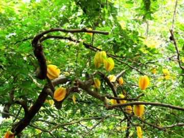 Tin tức - Loại quả mọc bờ rào xưa chín rụng đầy nay thành đặc sản 45.000 đ/kg, trồng một lần thu hoạch nhiều năm, được ưa chuộng ở thành phố