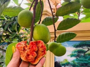 Loại quả mọc bờ rào xưa chín rụng đầy nay thành đặc sản 170.000 đ/kg, trồng một lần thu hoạch nhiều năm, tốt cho sức khỏe