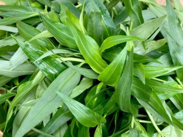 Tin tức - Cây dại mọc ở bờ mương nay thành đặc sản nổi tiếng, trồng 30 ngày cho thu hoạch, giá 55.000 đ/kg người thành phố ưa chuộng