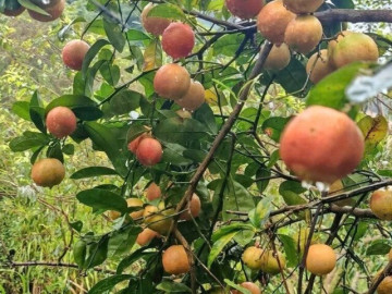 Sức khỏe - Loại quả xưa chín rụng đầy nay thành đặc sản 70.000 đ/kg, trồng một lần thu hoạch nhiều năm, tốt cho sức khỏe