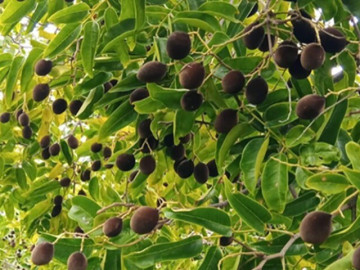 Loại quả xưa chín rụng đầy nay thành đặc sản 200.000 đ/kg, trồng một lần thu hoạch nhiều năm, du khách thích thú