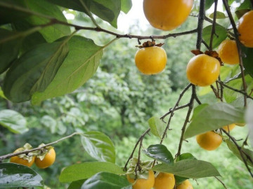 Tin tức - Loại quả xưa chín rụng đầy gốc nay thành đặc sản 130.000 đ/kg, trồng một lần thu hoạch nhiều năm, người thành phố ưa chuộng