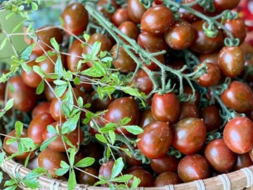 Sức khỏe - Loại quả xưa không ai biết đến nay thành đặc sản giá 100.000 đ/kg, trồng một lần thu hoạch nhiều năm, tốt cho sức khỏe