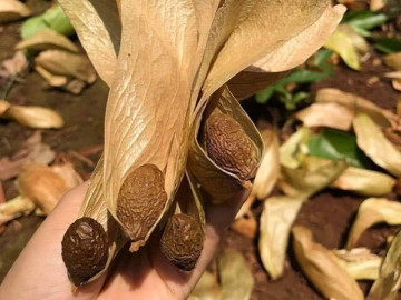 Loại quả xưa chín rụng đầy nay thành đặc sản 300.000 đ/kg, trồng một lần thu hoạch nhiều năm, du khách thích mê