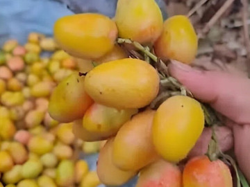 Tin tức - Loại quả xưa chín rụng đầy gốc nay thành đặc sản 45.000 đ/kg, trồng một lần thu hoạch nhiều năm, người thành phố ưa chuộng