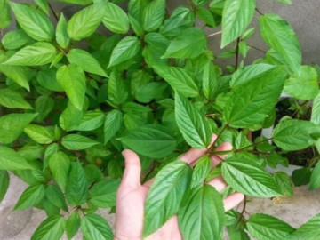 Sức khỏe - Cây dại mọc bờ rào thành đặc sản nổi tiếng giá 40.000 đồng/kg, trồng 2 tháng cho thu hoạch, tốt cho sức khỏe