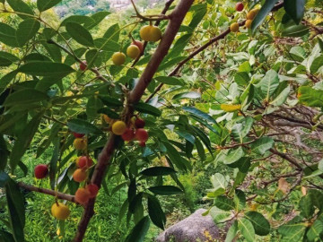 Loại quả xưa chín rụng đầy nay thành đặc sản 35.000 đ/kg, trồng một lần thu hoạch nhiều năm, du khách thích mê