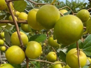 Loại quả mọc bờ rào xưa chín rụng đầy nay thành đặc sản 70.000 đ/kg, trồng một lần thu hoạch nhiều năm, được ưa chuộng ở thành phố