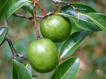 Loại quả xưa chín rụng đầy nay thành đặc sản 150.000 đ/kg, trồng một lần thu hoạch nhiều năm, du khách thích thú