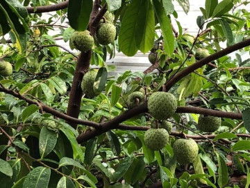 Tin tức - Loại quả mọc bờ rào xưa chín rụng đầy nay thành đặc sản 250.000 đ/kg, trồng một lần thu hoạch nhiều năm, được ưa chuộng ở thành phố