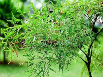 Sức khỏe - Lá đinh lăng ăn sống hay nấu chín tốt hơn cho sức khỏe?