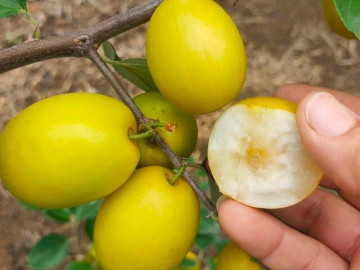Tin tức - Loại quả mọc bờ rào xưa chín rụng đầy nay thành đặc sản 45.000 đ/kg, trồng một lần thu hoạch nhiều năm, người thành phố ưa chuộng