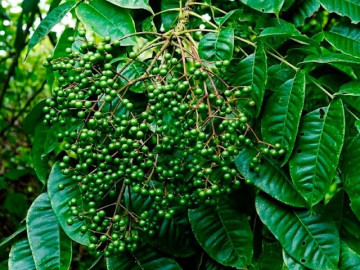 Loại quả xưa chín rụng đầy nay thành đặc sản 200.000 đ/kg, trồng một lần thu hoạch nhiều năm, du khách thích thú