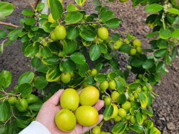 Loại quả mọc bờ rào xưa chín rụng đầy nay thành đặc sản 45.000 đ/kg, trồng một lần thu hoạch nhiều năm, người thành phố ưa chuộng